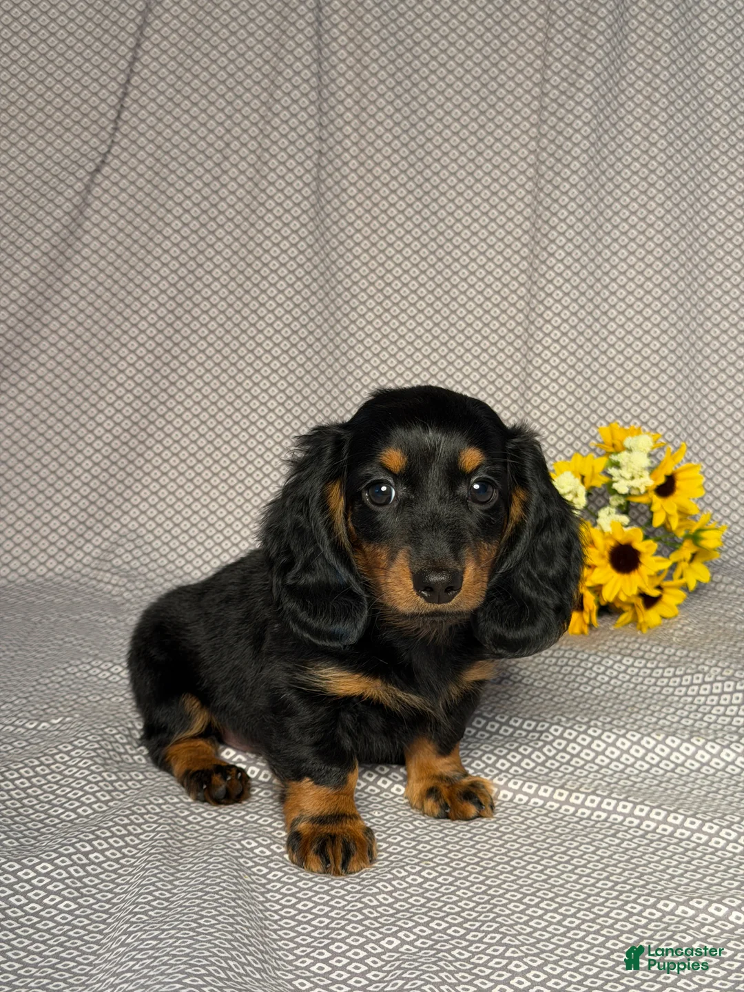 Dachshund dogs for sale: Debbie  - Ad 2