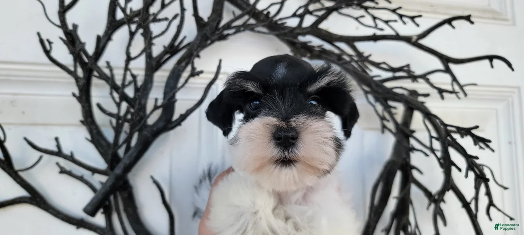 Miniature Schnauzer dogs for sale: Clementine, AKC Parti schnauzer - Ad 14
