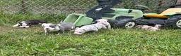 Olde English Bulldogge dogs for sale: Olde English Bulldogge 3 - Ad 5