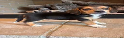 Beagle dogs for sale: Buddy - Ad 6