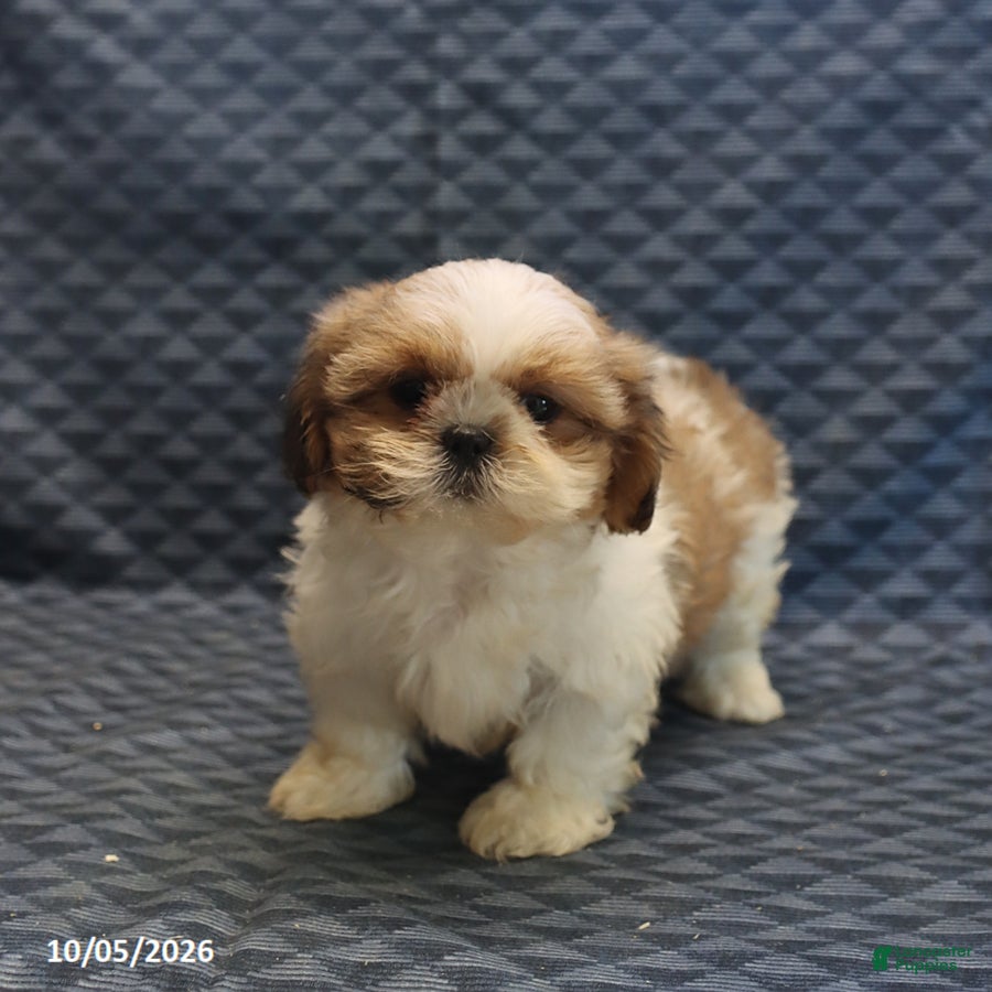 Shih Tzu dogs Peggy - Ad 2