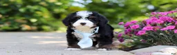 Mini Bernedoodle dogs for sale: Waylon - Ad 2