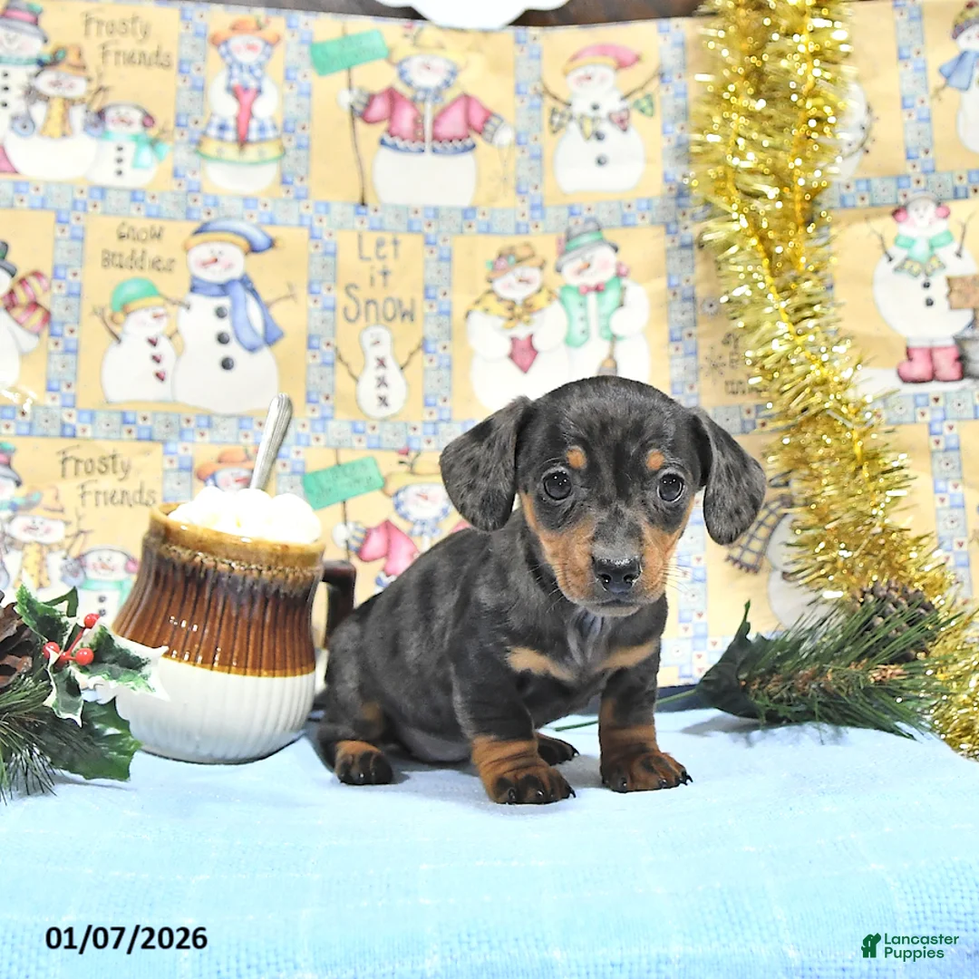 Miniature Dachshund dogs for sale: Mia  - Ad 10