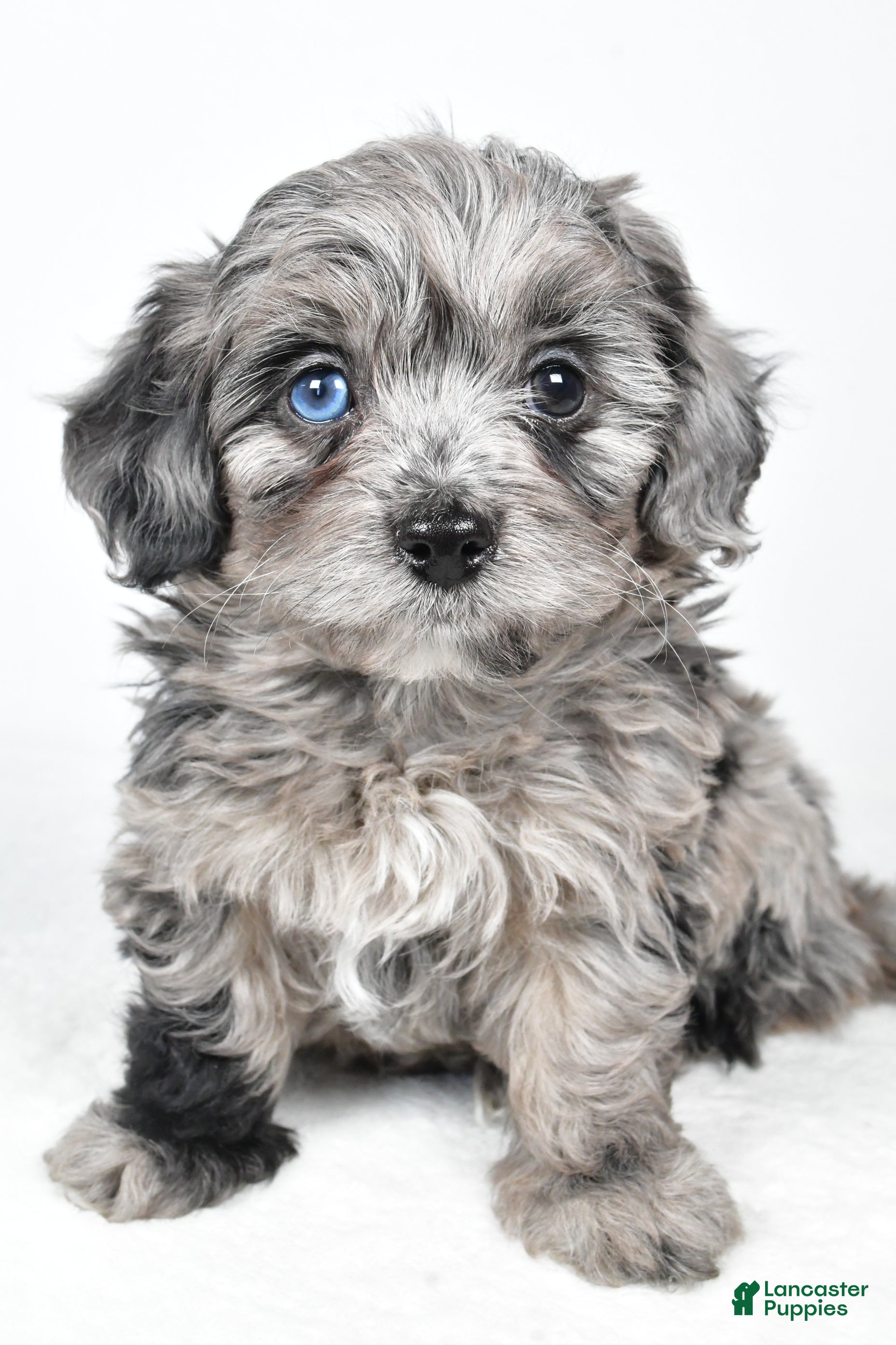 Yorkiepoo dogs River - Ad 4