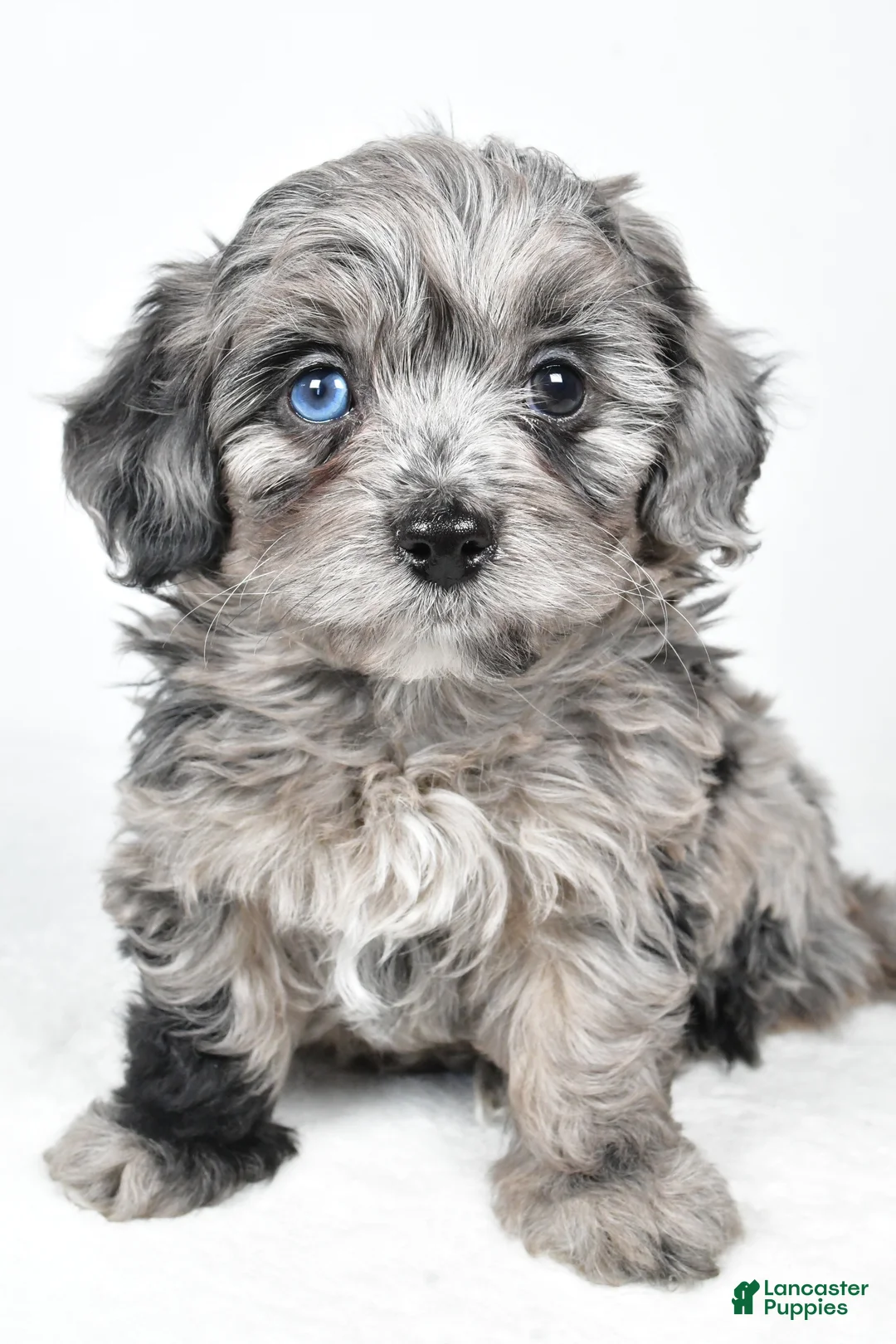 Yorkiepoo dogs for sale: River - Ad 1