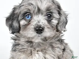 Yorkiepoo dogs River - Ad 4