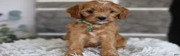 Cavapoo dogs for sale: Faye - Ad 7