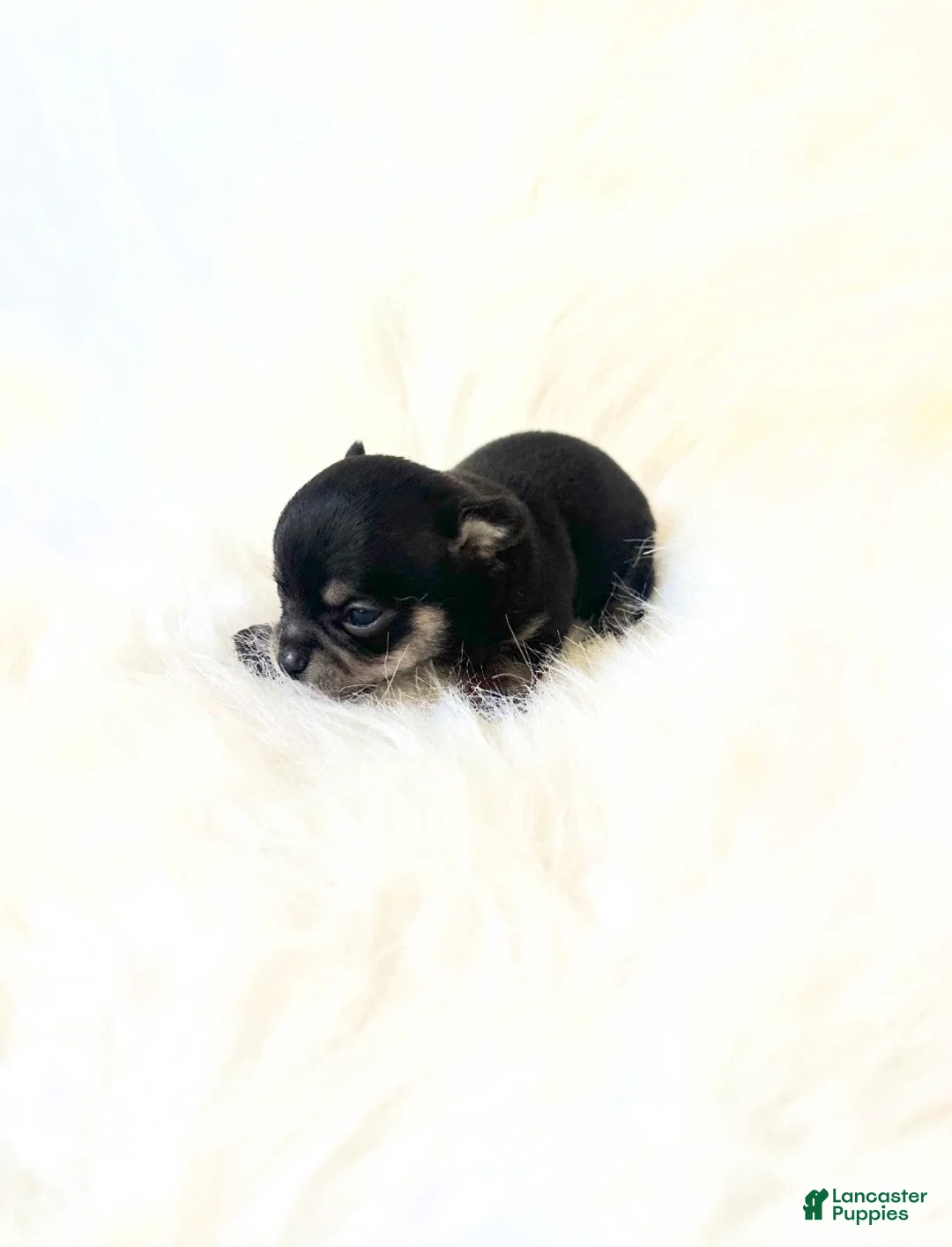 Chihuahua dogs for sale: AKC Tiny Zack - Ad 3