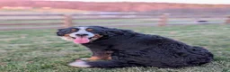 Bernedoodle dogs for sale: Skylar  - Ad 10