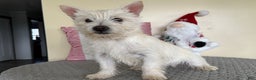 Cairn Terrier dogs for sale: Sugar - Ad 2
