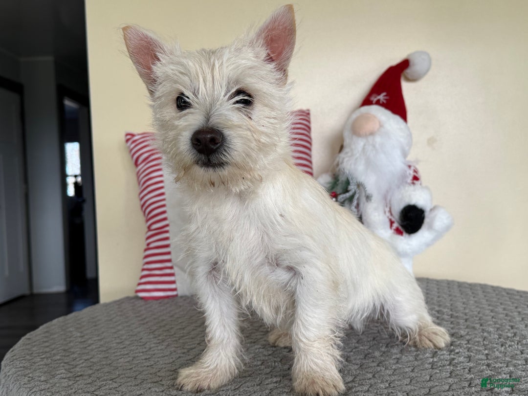 Cairn Terrier dogs for sale: Sugar - Ad 2