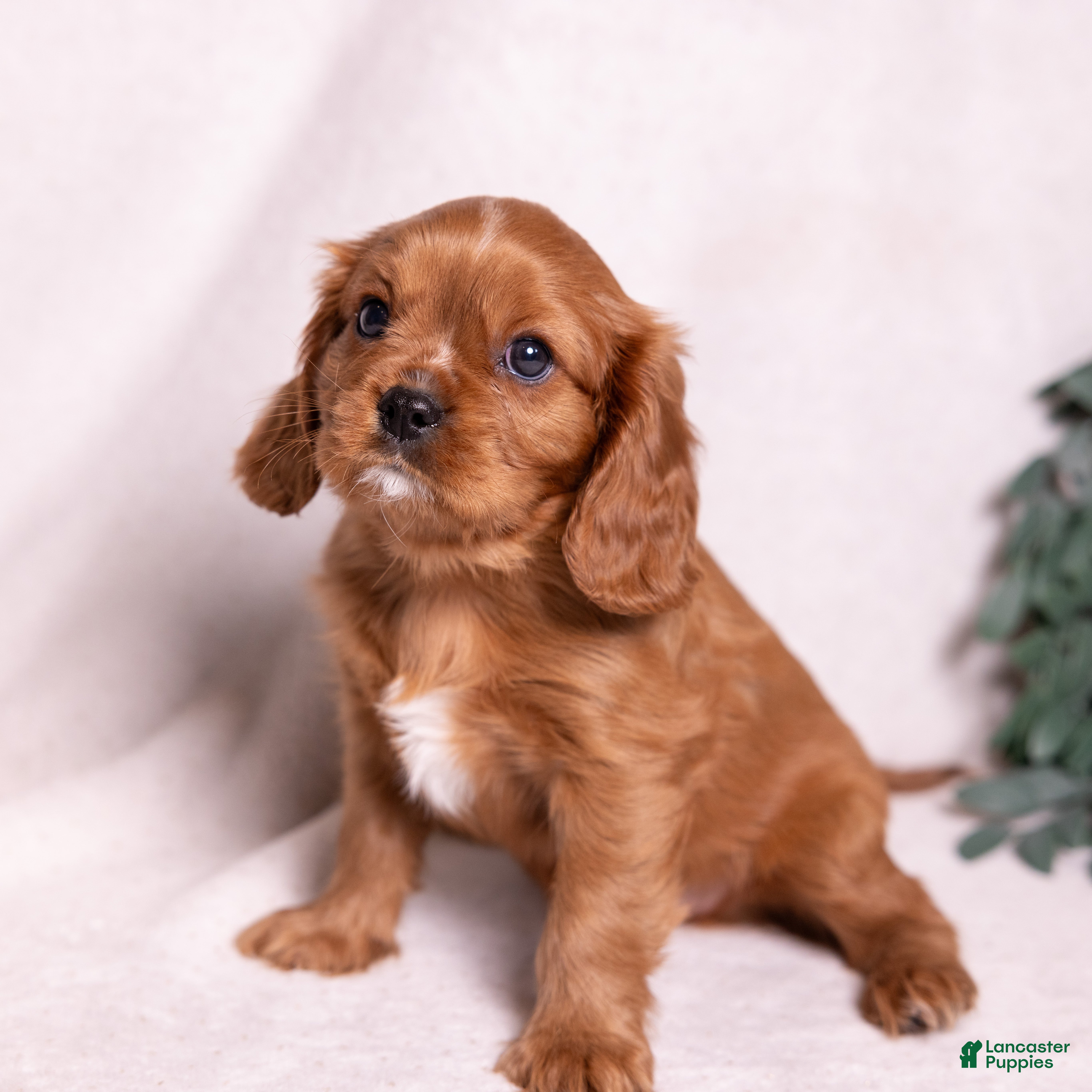 Cavalier King Charles Spaniel dogs Tyson - Ad 1
