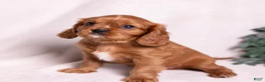 Tyson