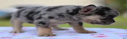 Mixed Breed dogs for sale: Cindy merle and tan  - Ad 9
