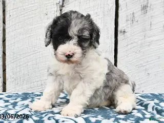 Cockapoo dogs for sale: Lilly - Ad 2