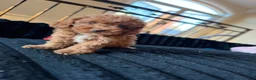 Toy Poodle dogs for sale: Toy Poodle 4 - Ad 4