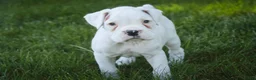 Boxer dogs for sale: Daisy - Ad 4
