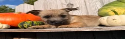 Cairn Terrier dogs for sale: Johnny  - Ad 4