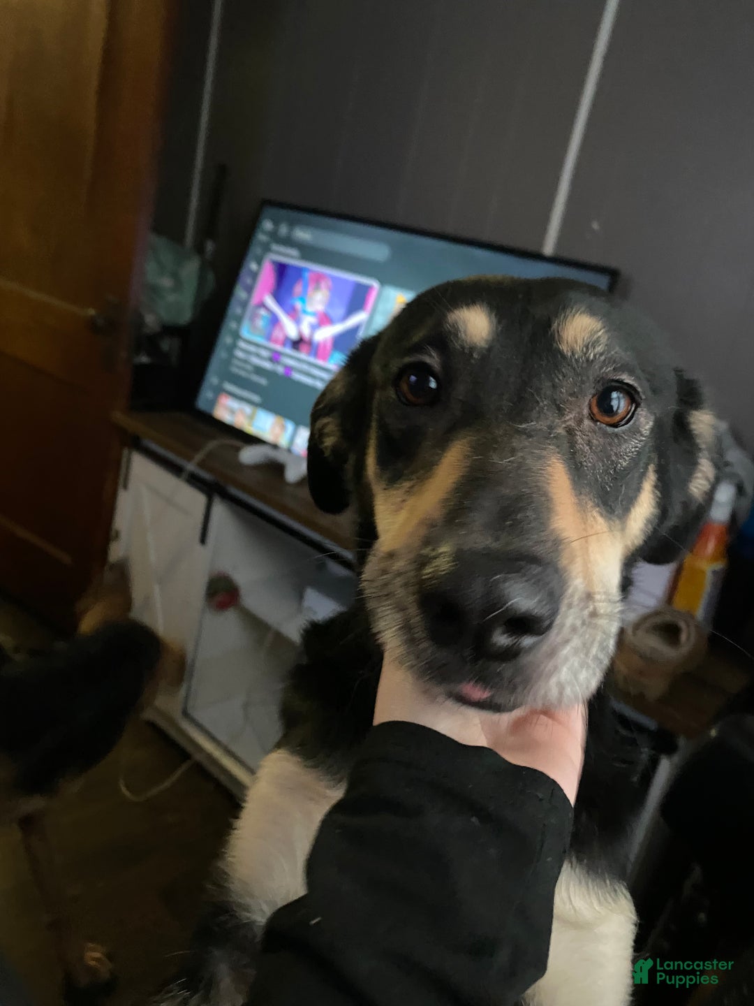 Mixed Breed dogs for sale: Mave  - Ad 1