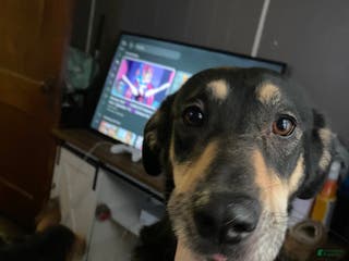 Mixed Breed dogs Mave - Ad 32