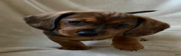 Miniature Dachshund dogs for sale: Arnold - Ad 2