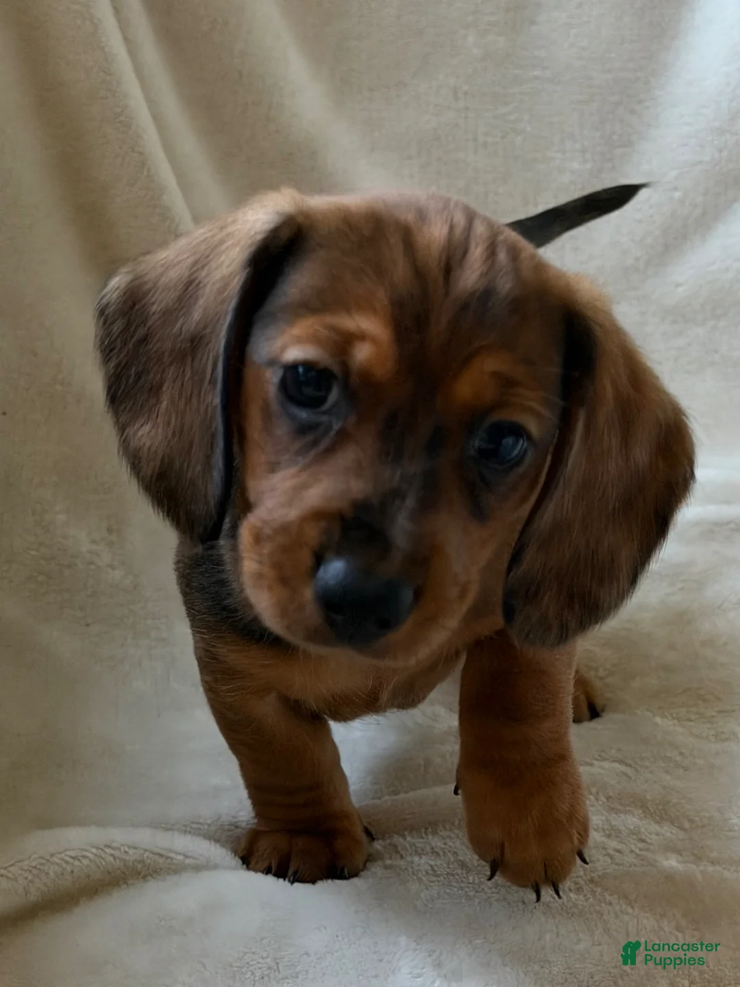 Miniature Dachshund dogs for sale: Arnold - Ad 2