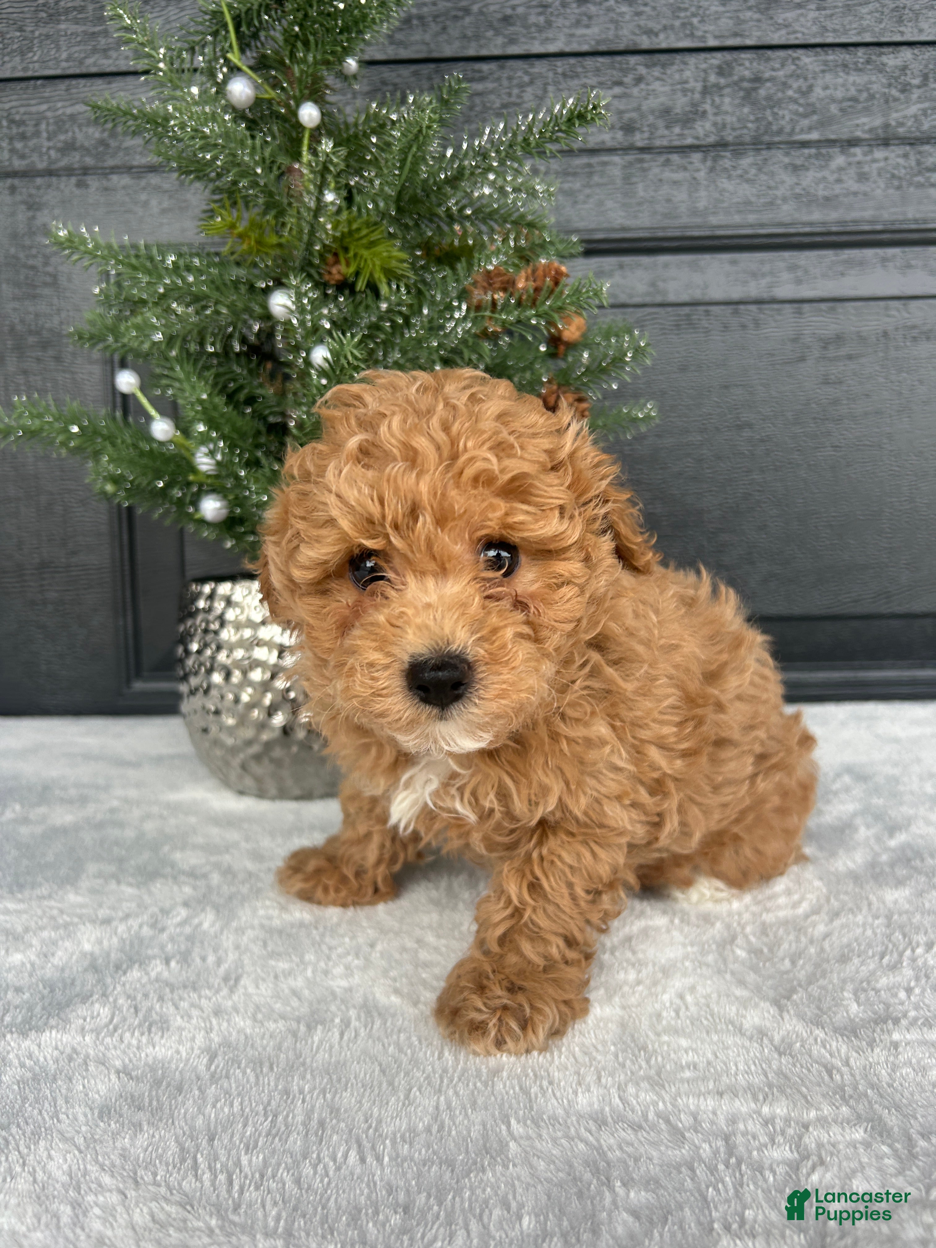 Bichpoo dogs Bingo - Ad 30