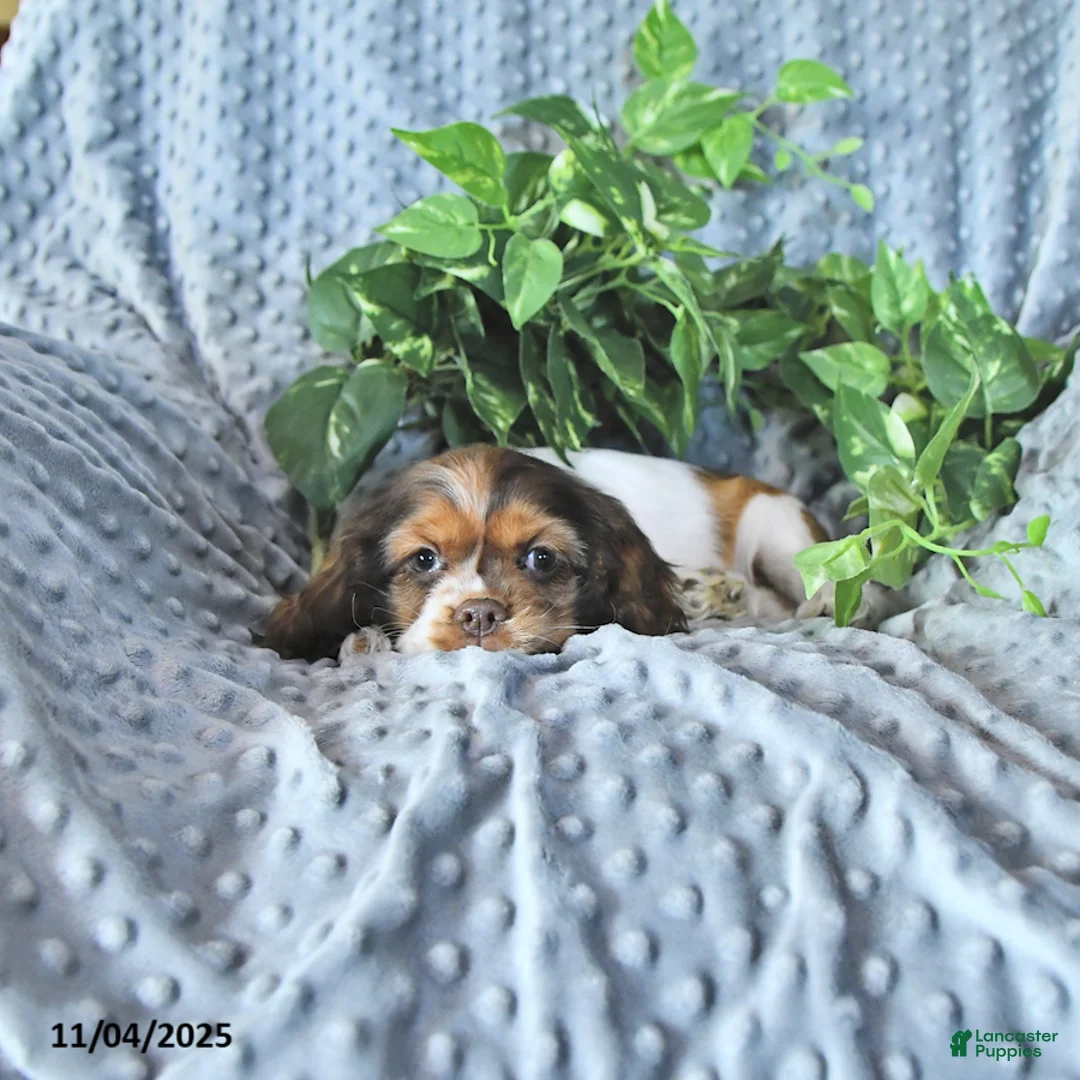 Cocker Spaniel dogs for sale: Max - Ad 9