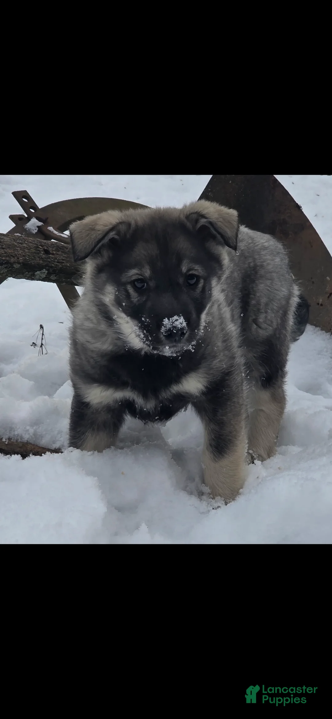 Norwegian Elkhound dogs for sale: Norwegian Elkhound Puppy 3 - Ad 1