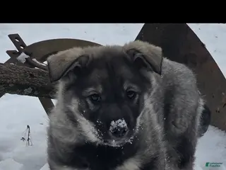 Norwegian Elkhound dogs Norwegian Elkhound Puppy 3 - Ad 21