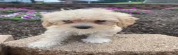 Cavapoo dogs for sale: Annie - Ad 8