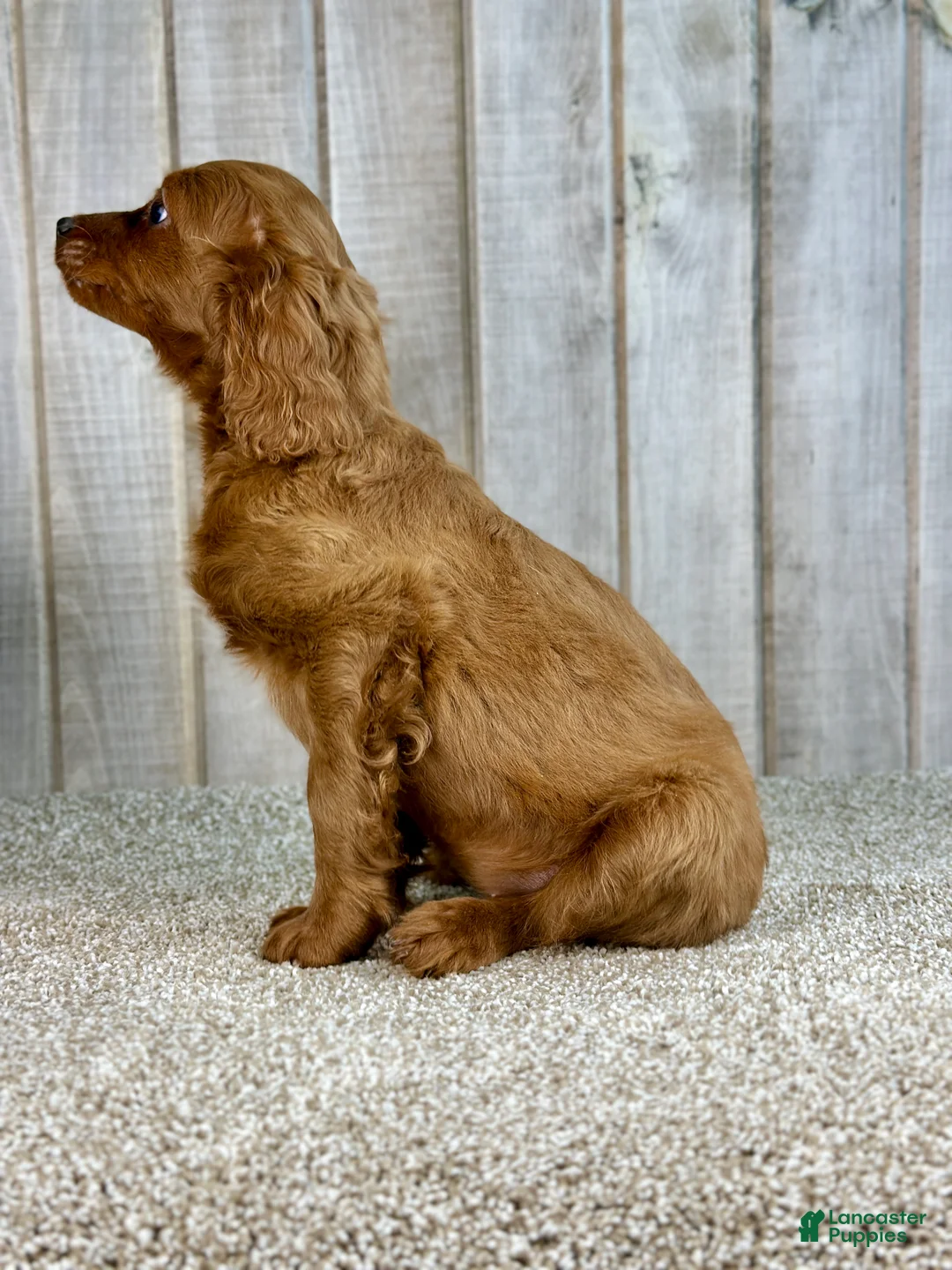 Cavapoo dogs for sale: Girl Dakota - 4939 - Ad 2