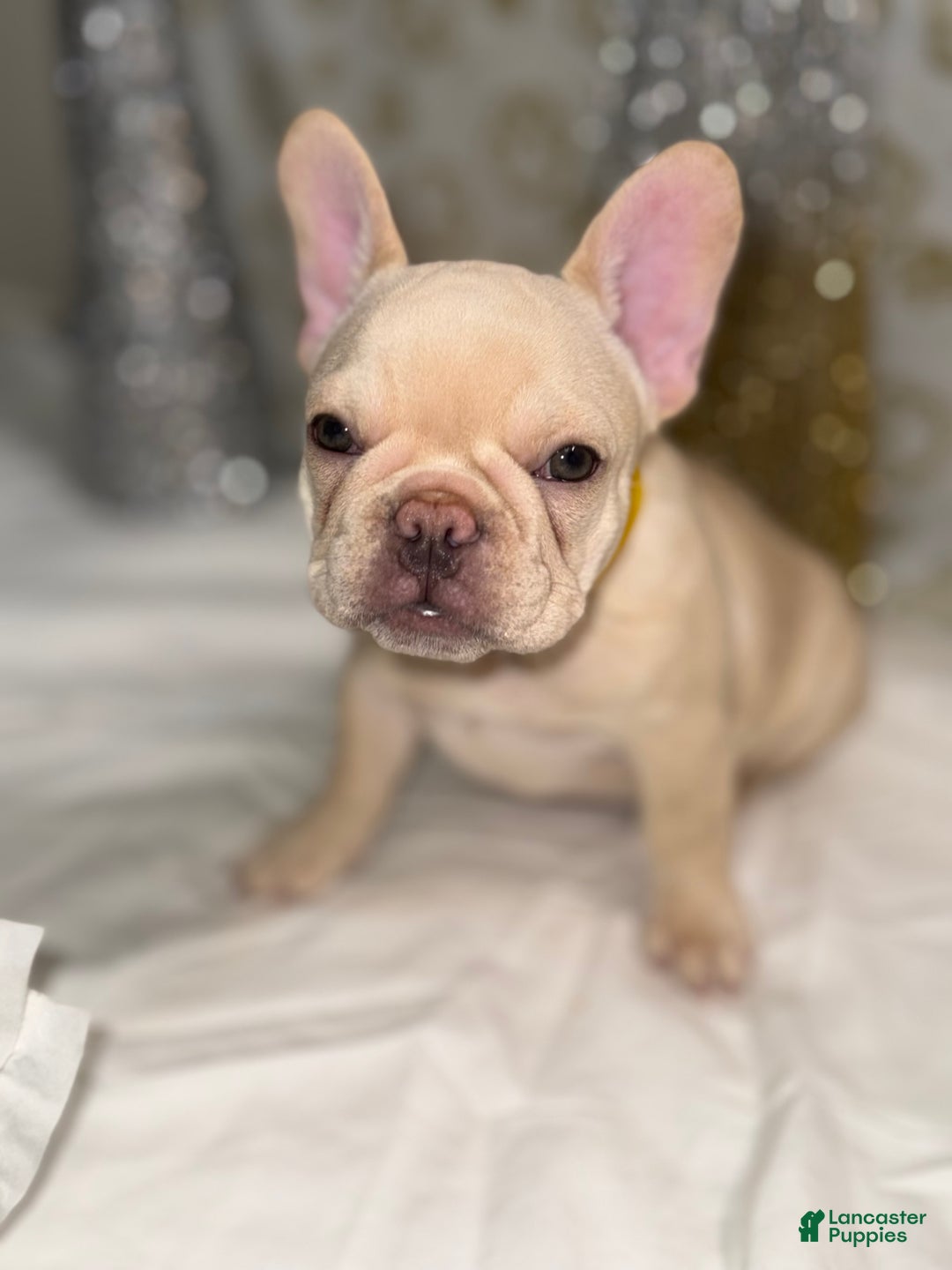 French Bulldog dogs for sale: Storm  - Ad 3