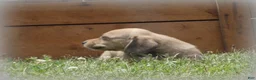 Dachshund dogs for sale: Wyatt - Ad 10