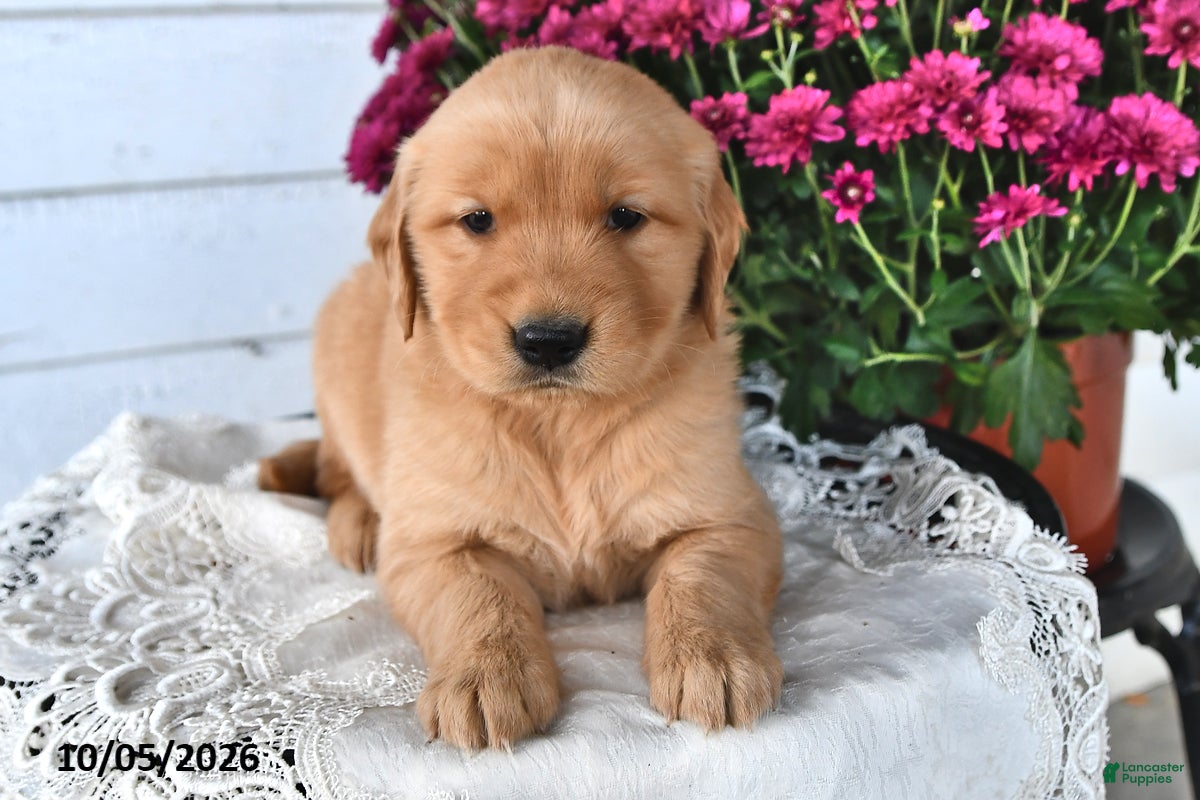 Golden Retriever dogs Rocky - Ad 1