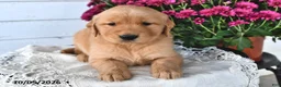 Golden Retriever dogs for sale: Rocky - Ad 1