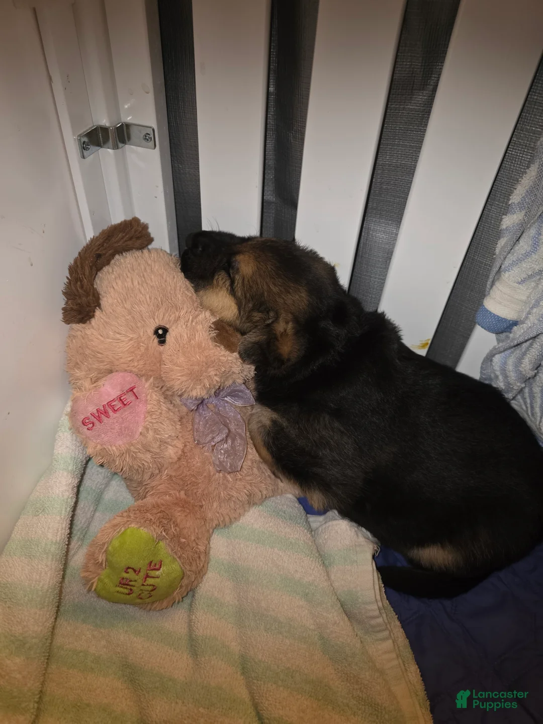 German Shepherd dogs for sale: German Shepherd Puppy 4 - Ad 9