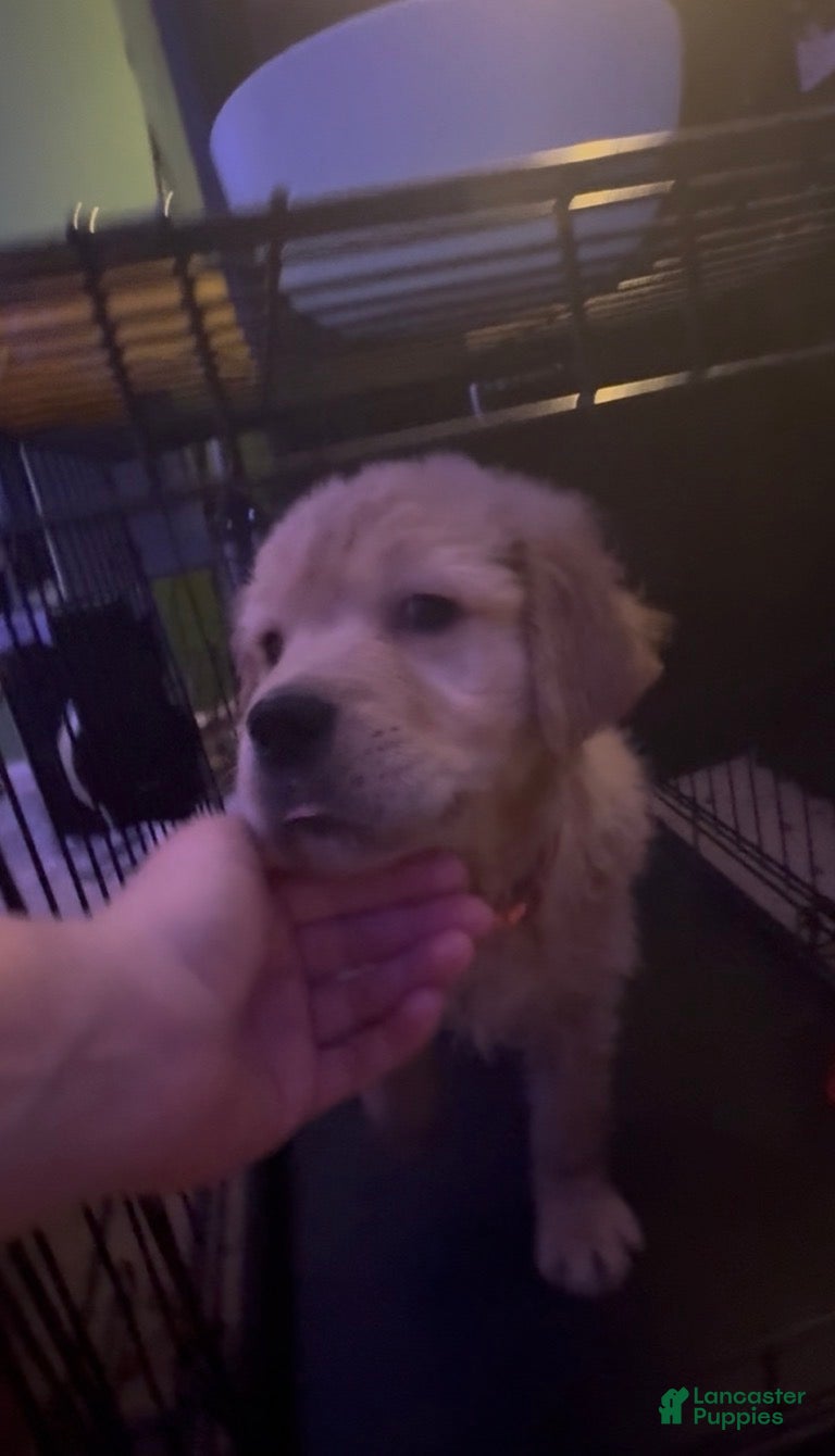 Golden Retriever dogs Gigantor - Ad 4