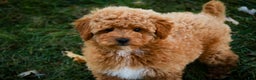 Shihpoo dogs for sale: Chase - Ad 7