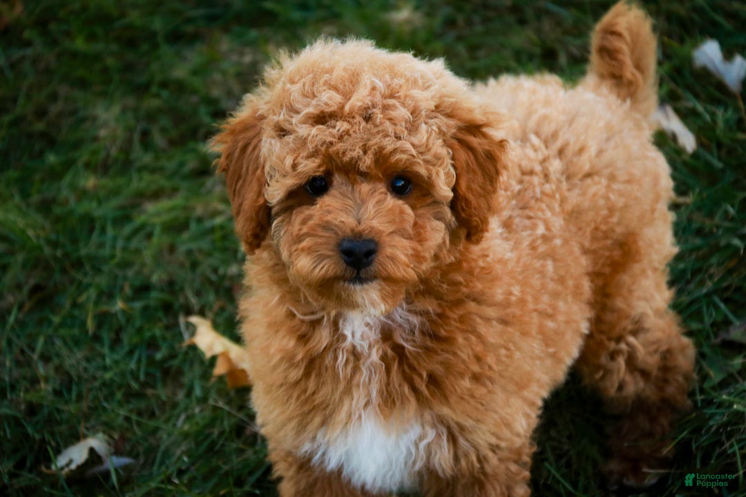 Shihpoo dogs for sale: Chase - Ad 7