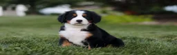 Bernese Mountain Dog dogs for sale: Savannah - Ad 5