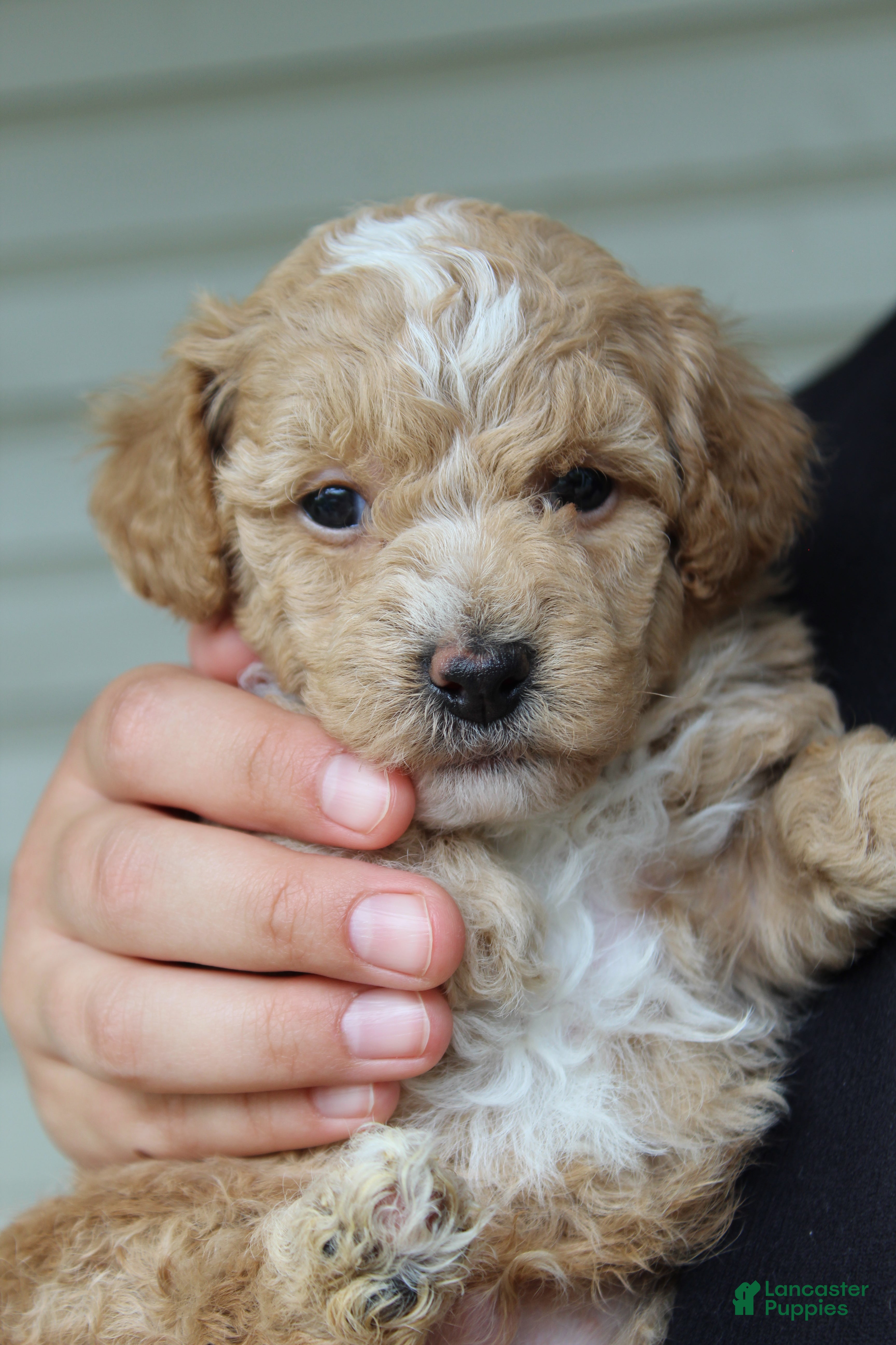 Havapoo dogs Myles - Ad 2