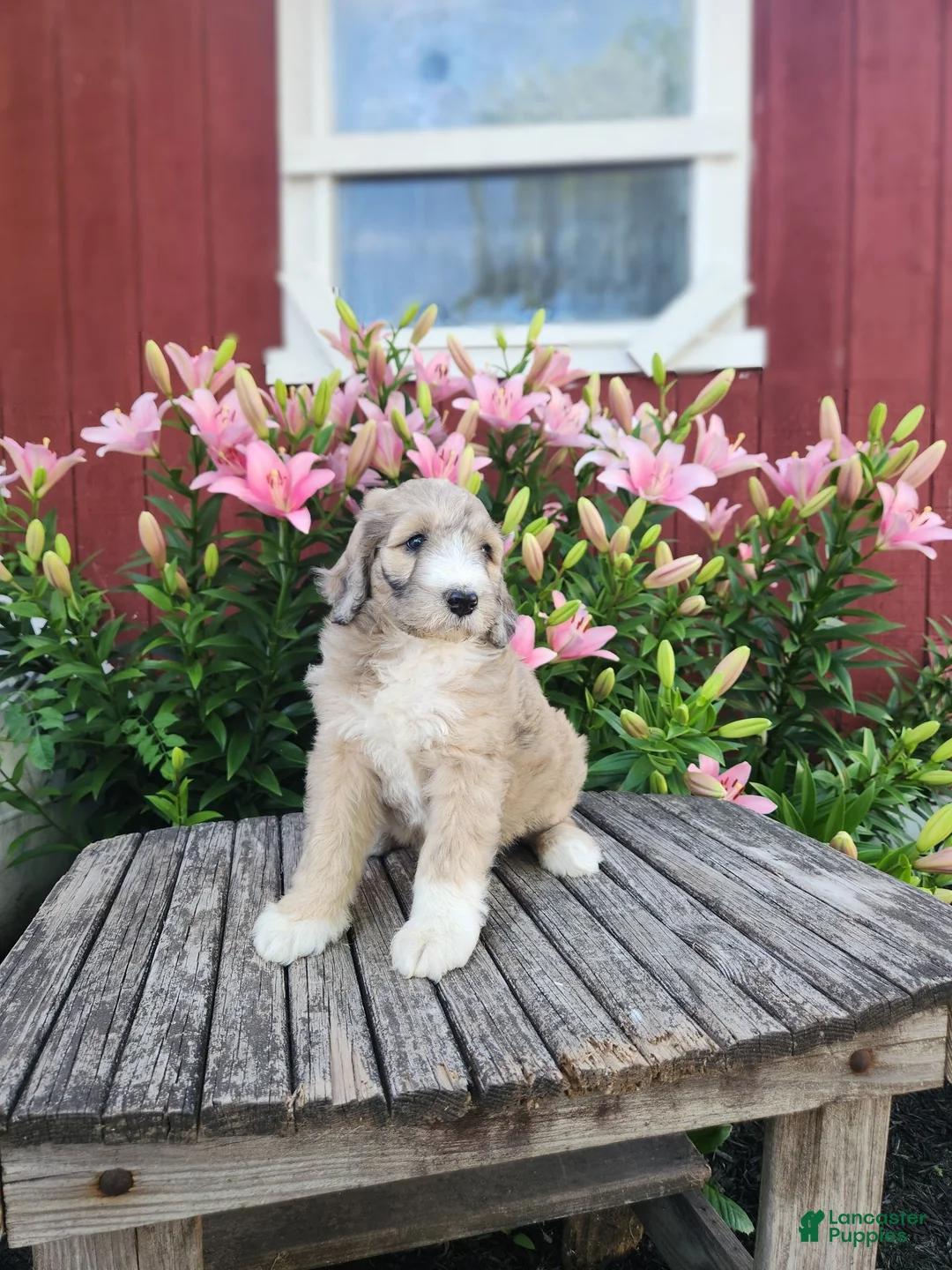 Bernedoodle dogs for sale: Chrissy - Ad 3