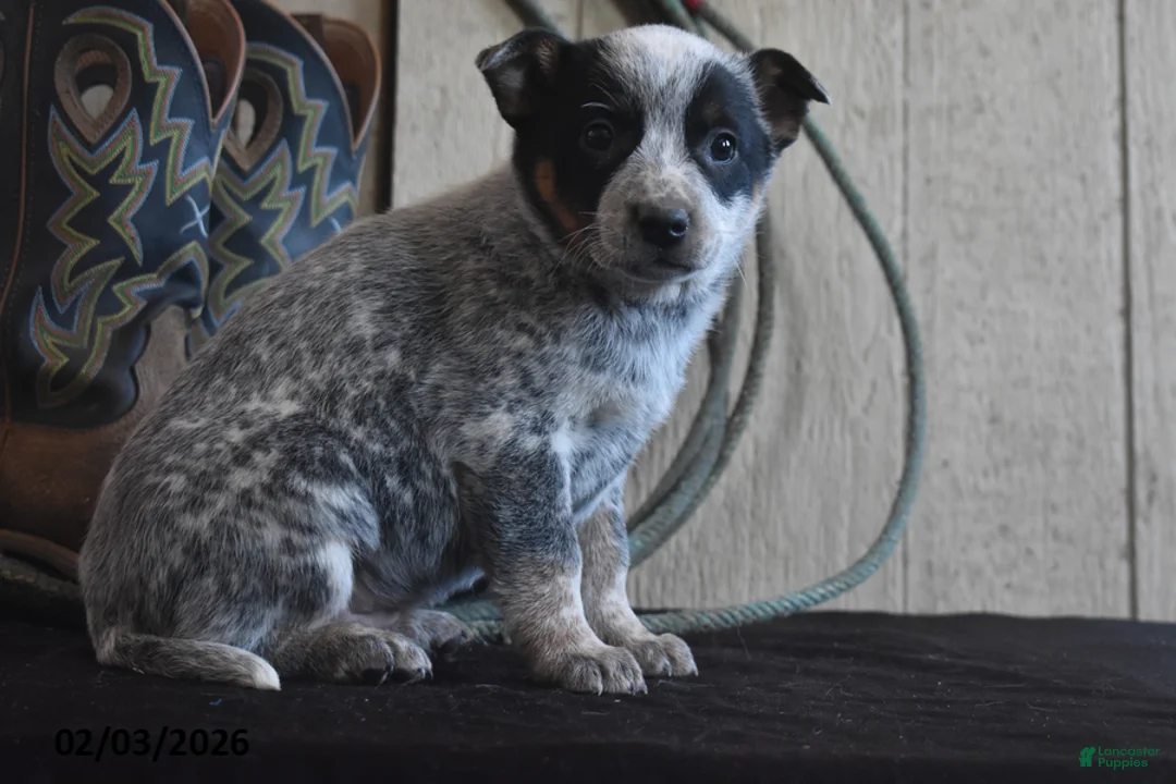 Australian Cattle Dog dogs for sale: Cheyenne - Ad 4