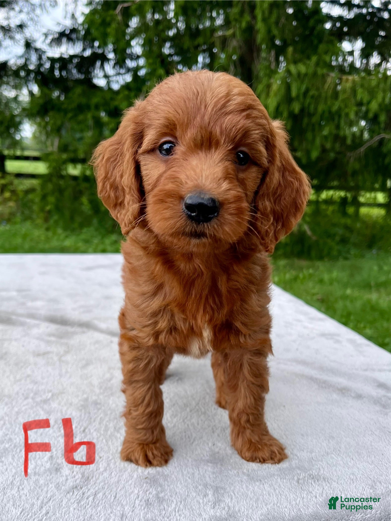 Goldendoodle dogs Harper medium sized - Ad 2
