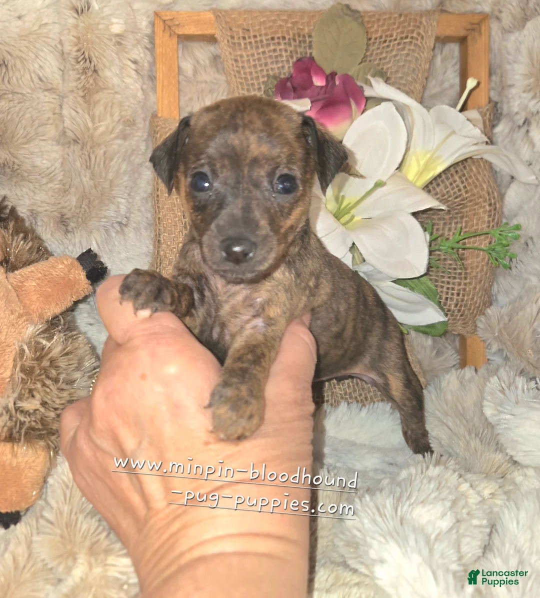 Miniature Pinscher dogs for sale: Tilly  - Ad 2
