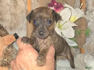 Miniature Pinscher dogs for sale: Tilly - Ad 2