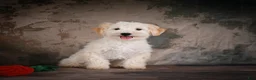 Maltipoo dogs for sale: Theodore - Ad 5