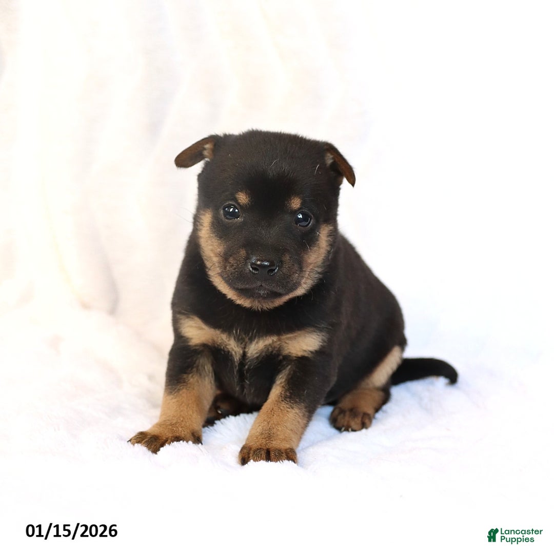 Mixed Breed dogs for sale: Kai  - Ad 3