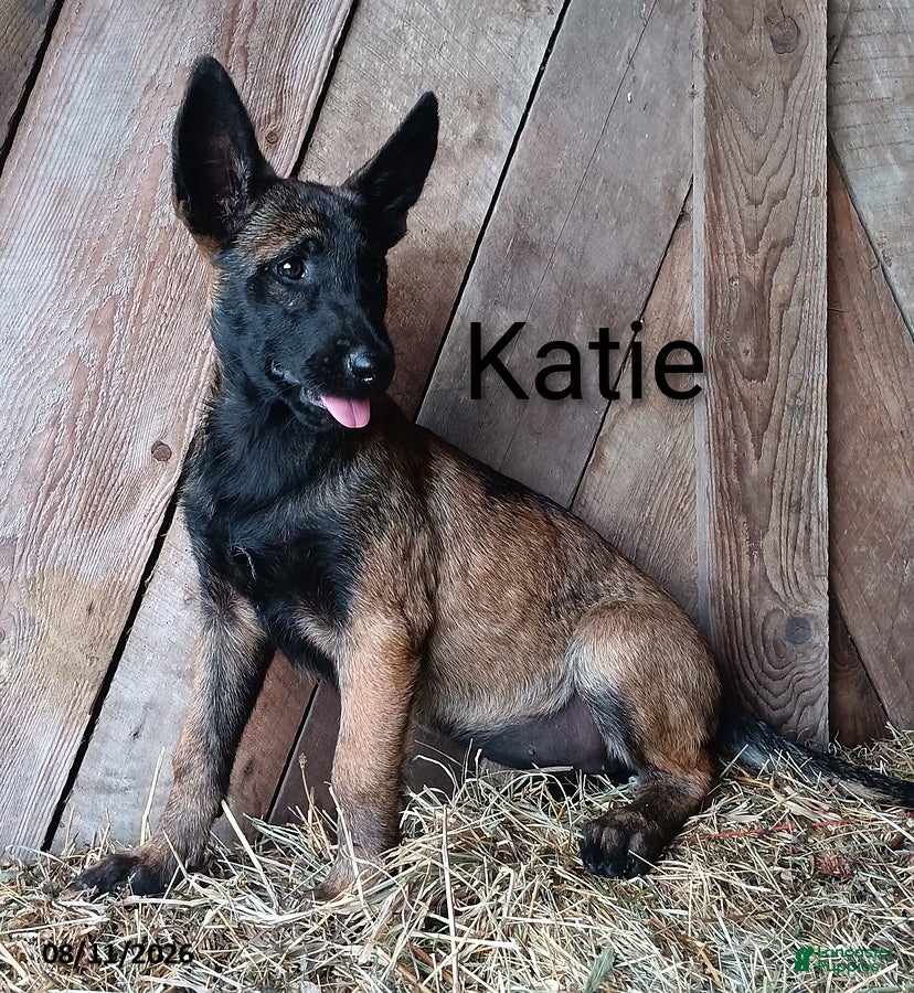 Belgian Malinois dogs Katie - Ad 1